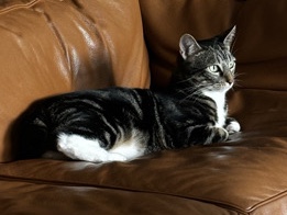 Rocket, 6 — chirping little speedster – Los Angeles