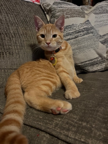 Russian White, Black and Tabby – Cat Needs Loving Home!