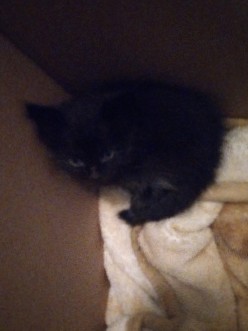 Bengal – Kitten for sale