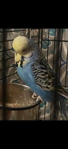 English Budgies