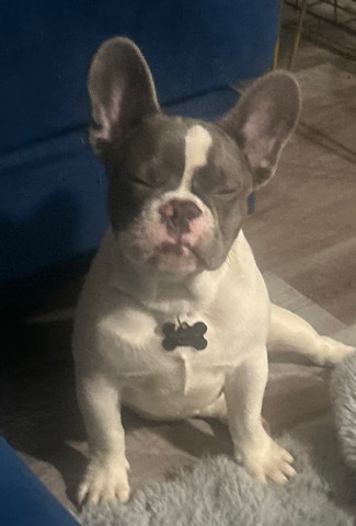 French Bulldog – French Bulldog Puppy