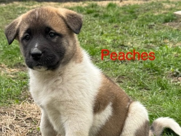 Akita puppies