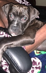 Bull Mastiff/Pitbull Mix