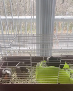 guinea pig – Guinea pigs