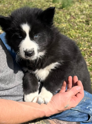 Siberian Husky – Siberian huskies