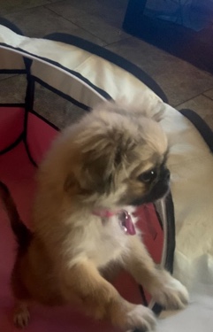 Bella needs a new home asap 