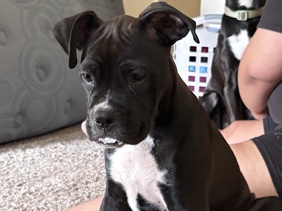 Boxer – Cute puppy needing to be rehomed asap – Humble