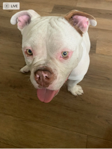 American Bulldog – XL Bully