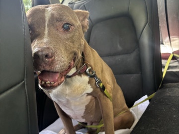 American Pit Bull Terrier – Loving Red Nose PITBULL – Indianapolis
