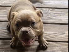 American Bulldog – american bully pocket – Conroe