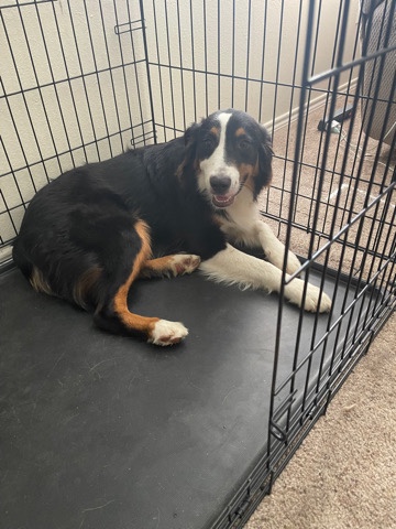 Australian Shepherd – needs lots of love and attention