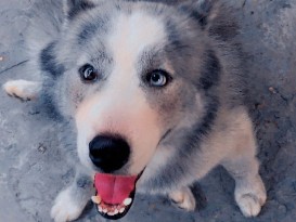 Siberian Husky – vendo husky siberiano wooly