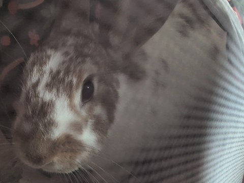 Mini Lop – cheap bunny ! – Yakima