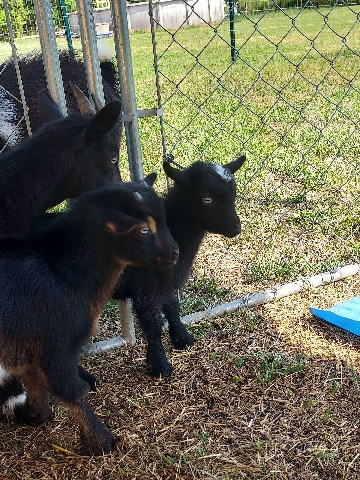 Any – Goat