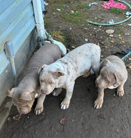 American Bulldog – XL American bullies puppies