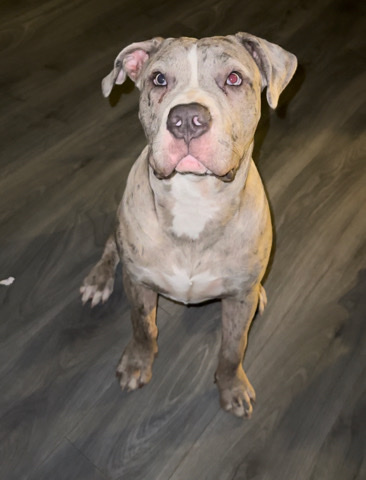 American Bulldog – American Bully