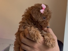 Poodle – Toy poodle Puppy – Toronto