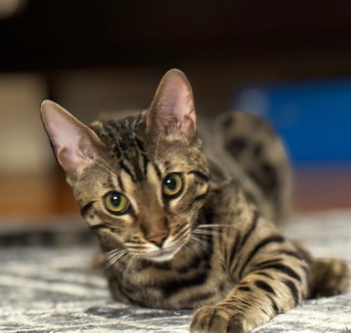 Bengal – pure bread bengal