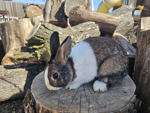 Dutch – Rabbit – Sacramento