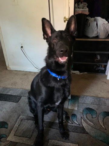 German Shepherd – black german shepard