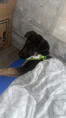 German shepherd puppy