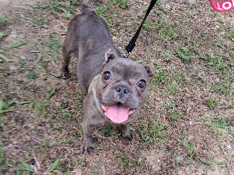 French Bulldog – Lilac brindle French bulldog – Stone Mountain