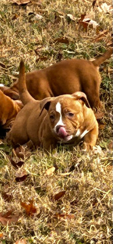 American Bulldog – American Bully