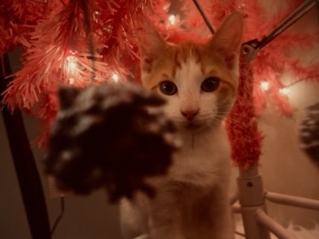 Russian White, Black and Tabby – orange cat