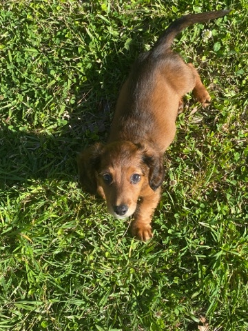 Deutsche Bracke – Ark (weenie dog)