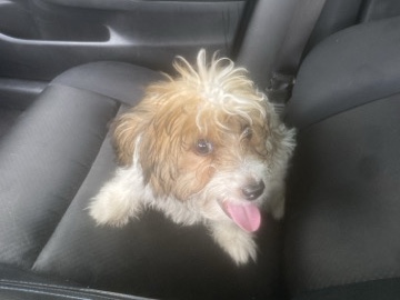 Maltipoo – Mazi ,Rehoming my dog to a good, caring home – Charlotte