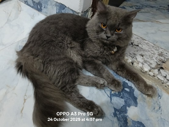 Persian (Modern) – Gray male cat – Varanasi