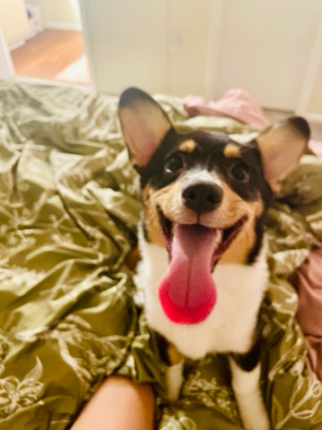 Pembroke Welsh Corgi – Corgi Puppy