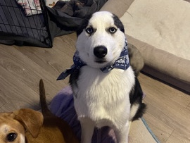 Siberian Husky – husky siberiano – Austin