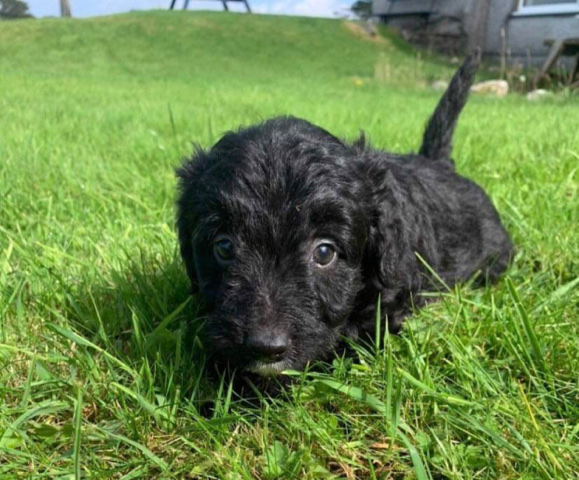 colliepoo puppies for sale