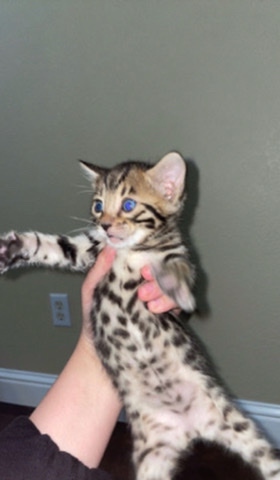 Bengal – Kitten pet