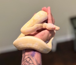 albino ball python
