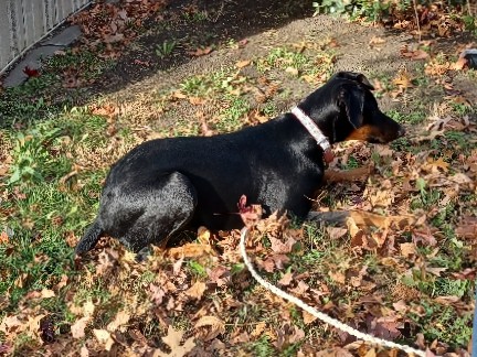 Doberman Pinscher – female doberman