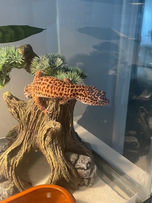 Leopard Gecko w/ Pet and Cricket Enclosures