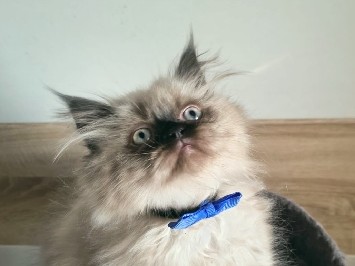 Persian (Traditional) – Bezaubernde Kater – Berlin
