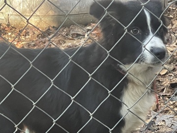 Australian Shepherd – Australian Shepherd