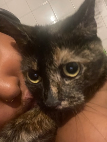 cat for free