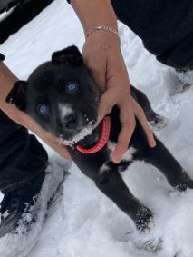 Siberian Husky – hella the husky