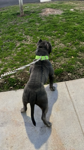 Male American Bully FullBreed