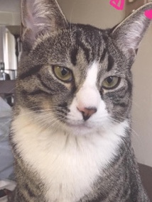 rehoming my cat