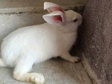 Dutch – Rabbit white and Gray and white and black – Hyderabad