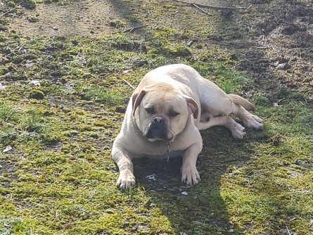 All - Oldenburg Englisch Bulldog  available for adoption in Teltow
