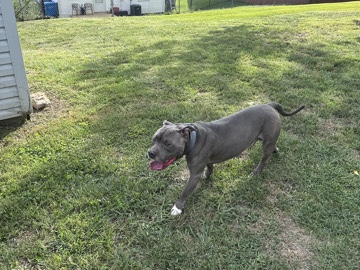 American Pit Bull Terrier – Purebred American Bully – Salem
