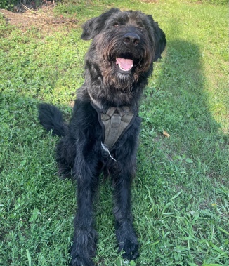 Australian Shepherd – Aussiedoodle