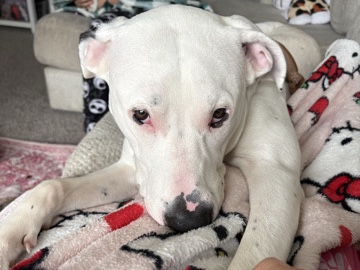 American Pit Bull Terrier – lab/pit – Everett