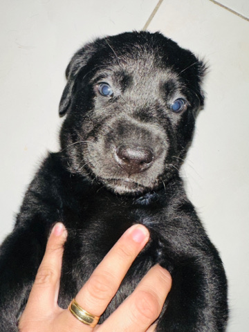 Labrador Retriever – puppies Labrador retriever